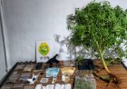 Polícia apreende drogas, arma e munições em ponto de tráfico no bairro Augusto II em Marechal Rondon