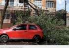 Chuva isolada com ventos fortes provoca queda de galhos em Foz do Iguaçu