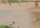 Volumes de chuva superam 200 mm  em Marechal Rondon no Oeste do Paraná  e contradizem  fake news