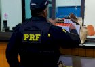 PRF apreende carga milionária de cigarros eletrônicos e medicamentos proibidos na BR-277