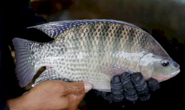 Tilápias podem ser incluídas em lista nacional de espécies exóticas invasoras; Paraná manifesta preocupação