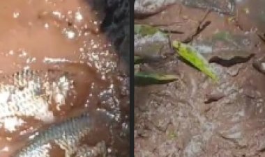 Morador denuncia nova mortandade de peixes em rio no município de  Marechal Rondon