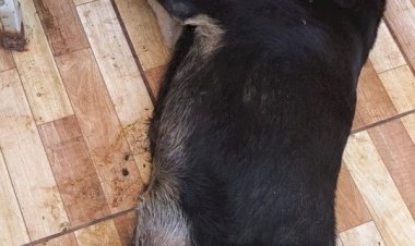 Cachorro é encontrado morto em área de residencia no centro  de Nova Santa Rosa (vídeo)