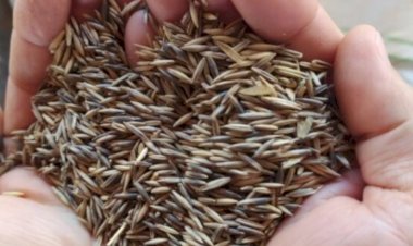 Prefeitura de Nova Santa Rosa inicia entrega de sementes de aveia a produtores rurais na próxima segunda-feira