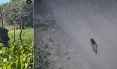 Onça-parda e sucuri  são  flagradas por moradores em Marechal Rondon e Mercedes no Oeste do Paraná