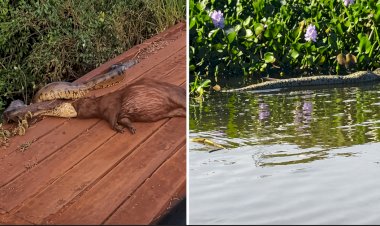 Sucuris se espalham por rios e lago de Itaipu e surpreendem moradores da região Oeste