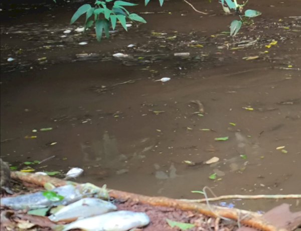 Crime ambiental provoca mortandade de peixes no Rio Quatro Pontes e revolta moradores