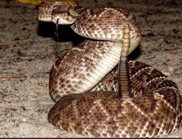 Cobra cascavel é encontrada no Centro de Marechal Rondon e mobiliza Corpo de Bombeiros