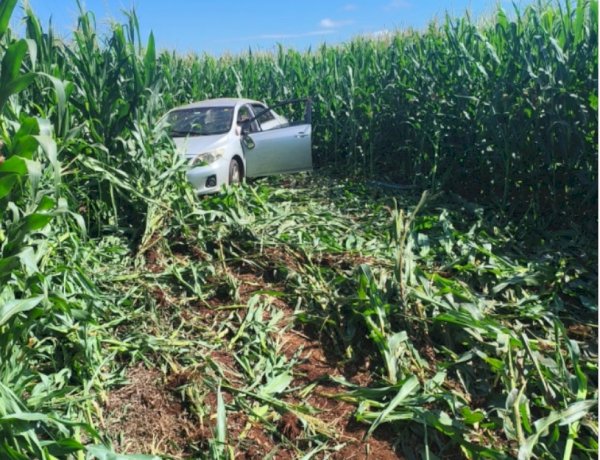 Idoso perde o controle do veículo, que vai para no meio de uma lavoura de milho na BR-163 entre Guaíra e Mercedes