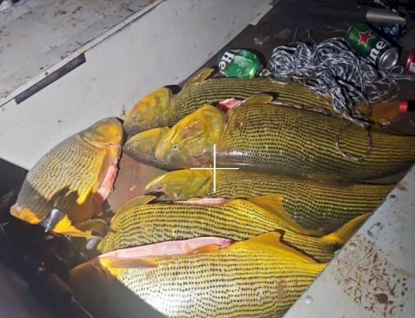 Neste domingo dia 29 a polícia Ambiental prendeu seis pessoas por pesca ilegal e porte de arma no Paraná