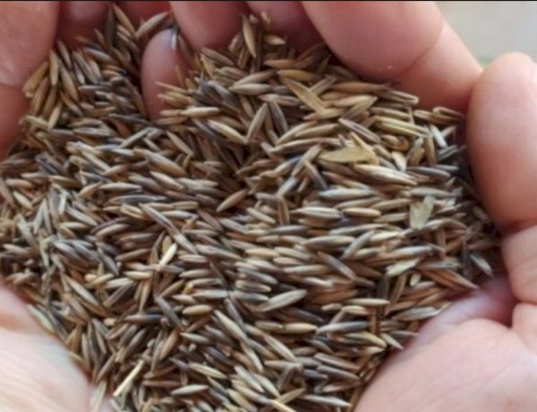 Prefeitura de Nova Santa Rosa inicia entrega de sementes de aveia a produtores rurais na próxima segunda-feira