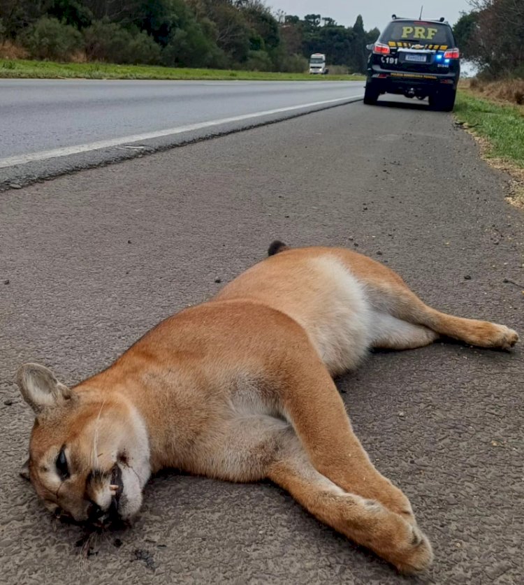 Onça Parda é achada morta em Beira de Rodovia no Paraná