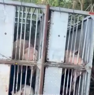 Carreta com carga de suínos tomba na BR-163 entre Guaíra e Mercedes