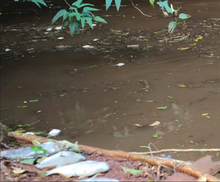 Crime ambiental provoca mortandade de peixes no Rio Quatro Pontes e revolta moradores
