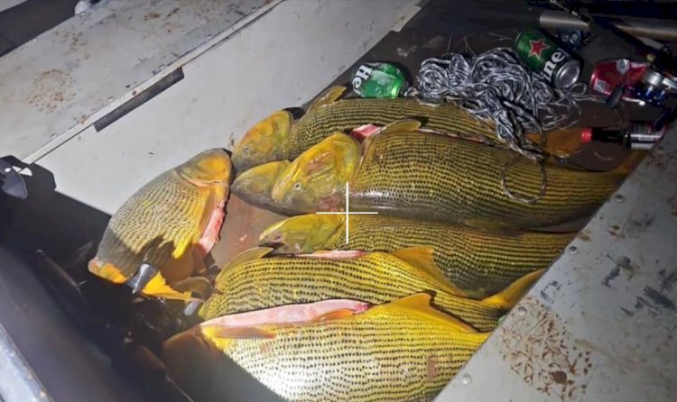 Neste domingo dia 29 a polícia Ambiental prendeu seis pessoas por pesca ilegal e porte de arma no Paraná