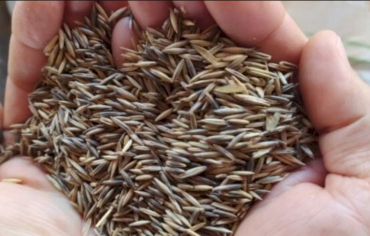 Prefeitura de Nova Santa Rosa inicia entrega de sementes de aveia a produtores rurais na próxima segunda-feira