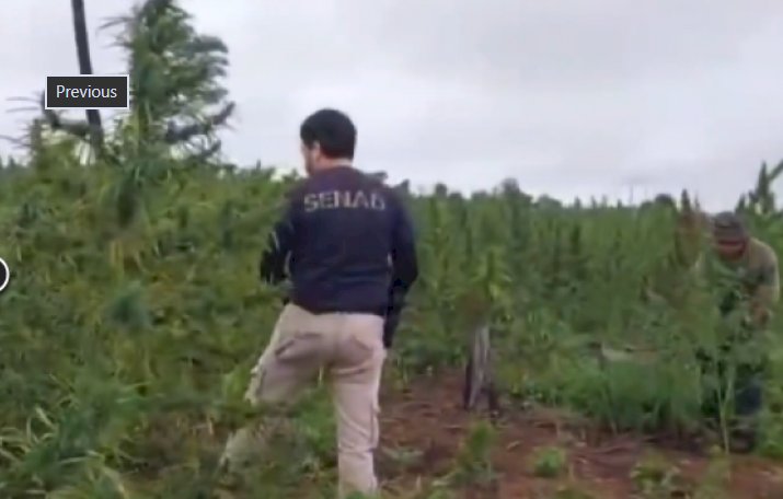 Operação  conjunta entre Polícia Federal do Brasil e Secretaria Nacional Antidrogas do Paraguai destrói plantações e apreende mais de 6 toneladas de maconha