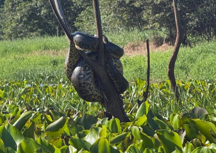 Onça-parda e sucuri  são  flagradas por moradores em Marechal Rondon e Mercedes no Oeste do Paraná