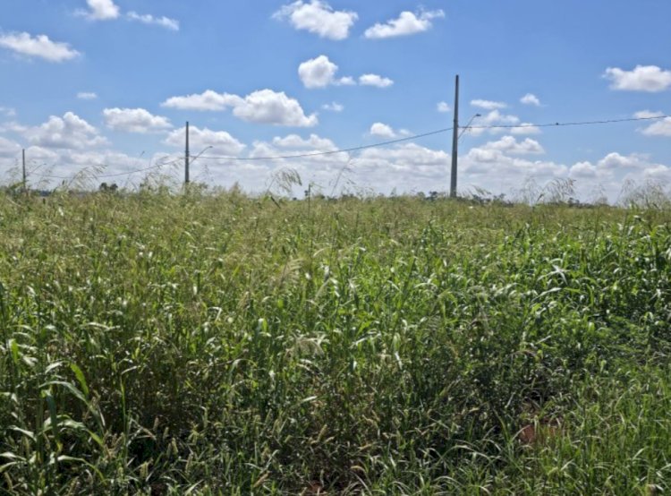 Prefeitura de Nova Santa Rosa reforça orientação sobre limpeza de terrenos urbanos