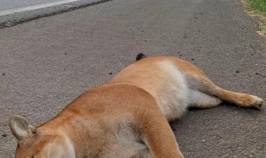 Onça Parda é achada morta  em Beira de Rodovia no Paraná