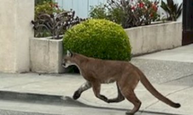 Onças-pardas são flagradas próximas à área urbana de Palotina e acendem alerta sobre convivência com a fauna silvestre