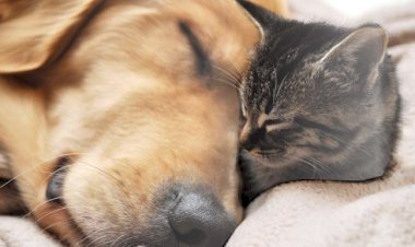 Vizinho é acusado de atirar com arma de pressão em gata de estimação em Marechal Cândido Rondon