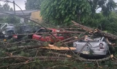 Tempestade causa estragos e derruba árvores em vários bairros de Curitiba