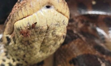 Sucuri de cerca de 4 metros é resgatada pelos bombeiros na região.