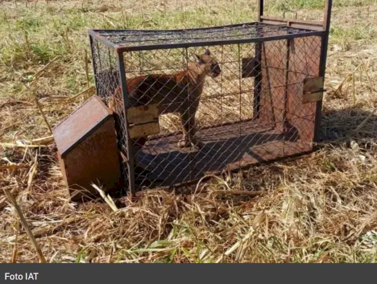 ONÇA-PARDA QUE ATACAVA EM PROPRIADEDES RURAIS NA REGIÃO É CAPTURADA PELO IAT