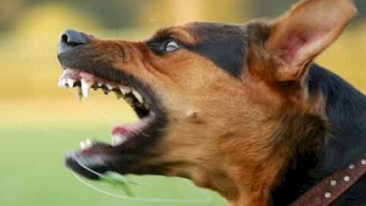 Mulher é atacada por cachorro solto em  Marechal Rondon