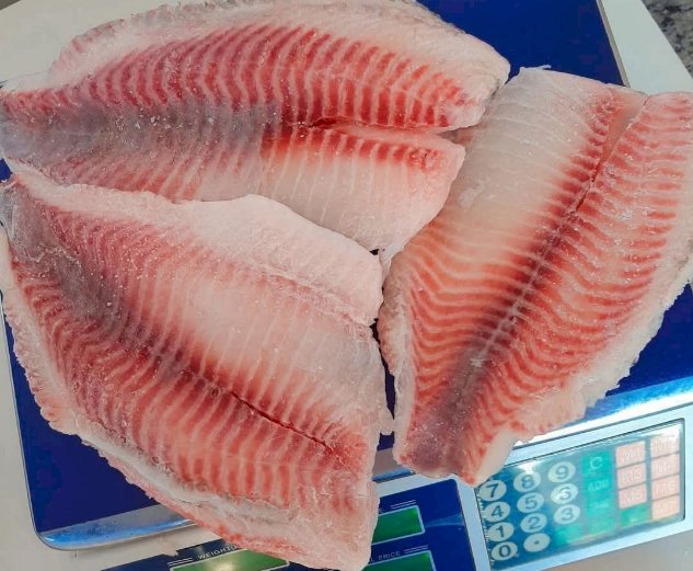 Tilápias podem ser incluídas em lista nacional de espécies exóticas invasoras; Paraná manifesta preocupação