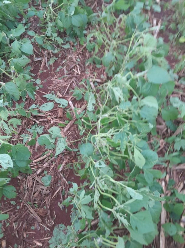 Chuva de granizo atinge o interior de Toledo nesta quarta-feira (12)
