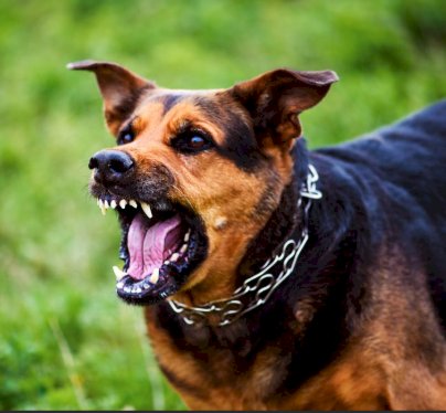 Cachorro  solto   oferece risco a Criança e adultos em Nova Santa Rosa